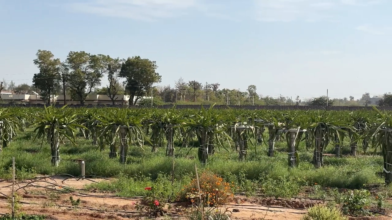 કુદરતી ખેતી સારું ઉત્પાદન