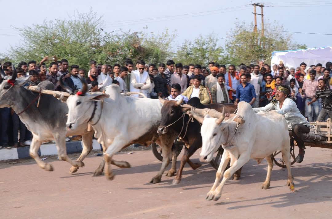 chhatarpur bullock cart race