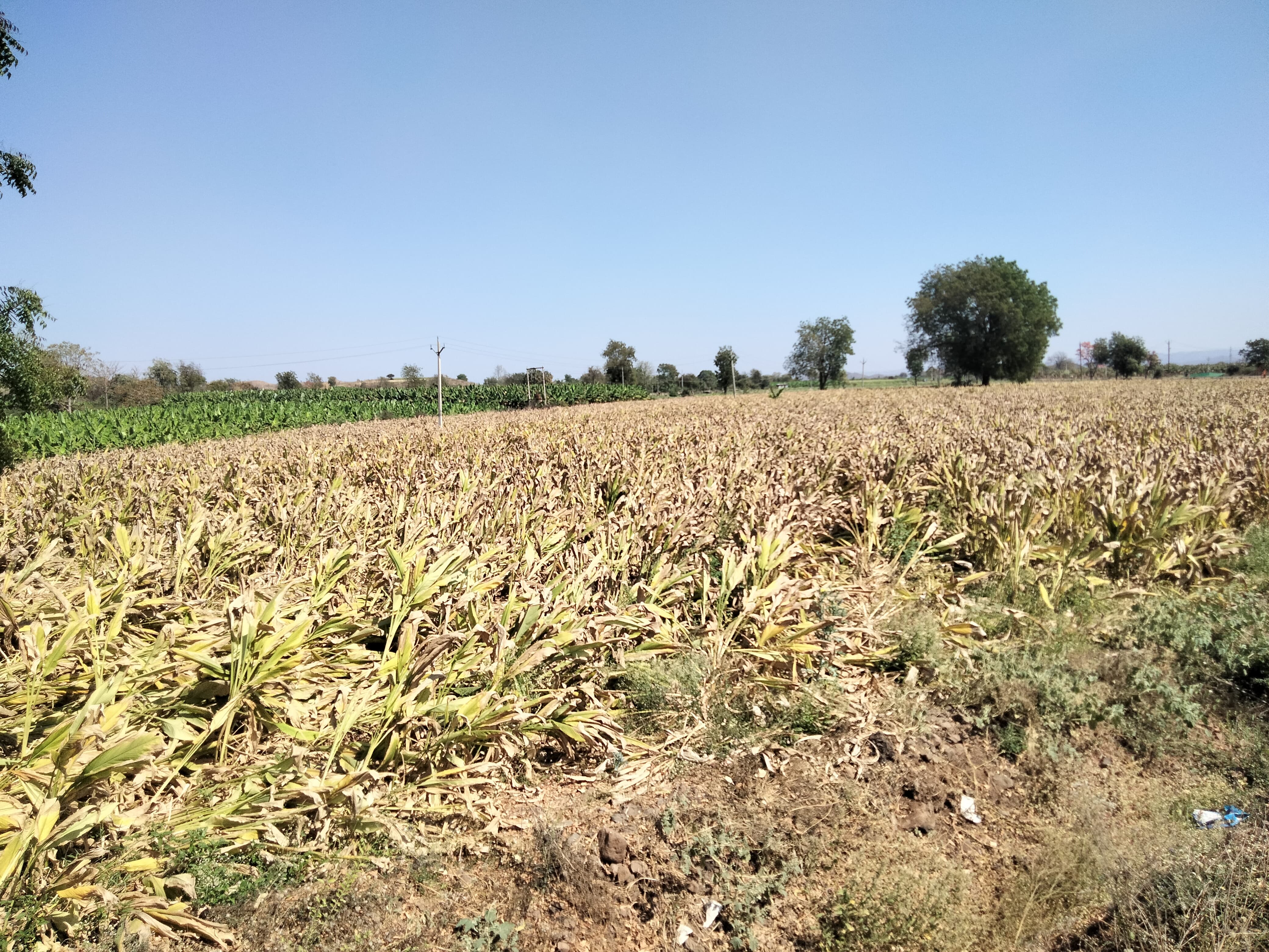 Burhanpur turmeric