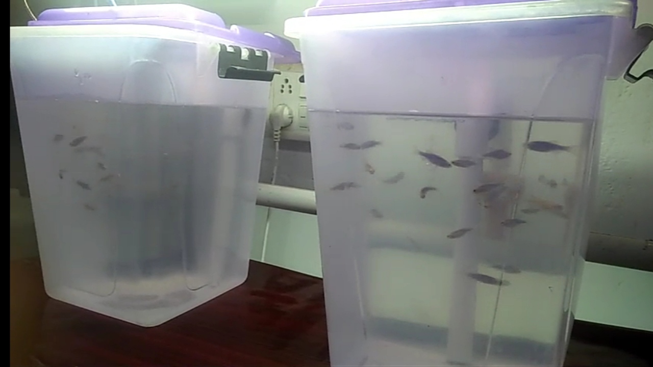 PROFESSORS CREATED ZEBRAFISH TANK