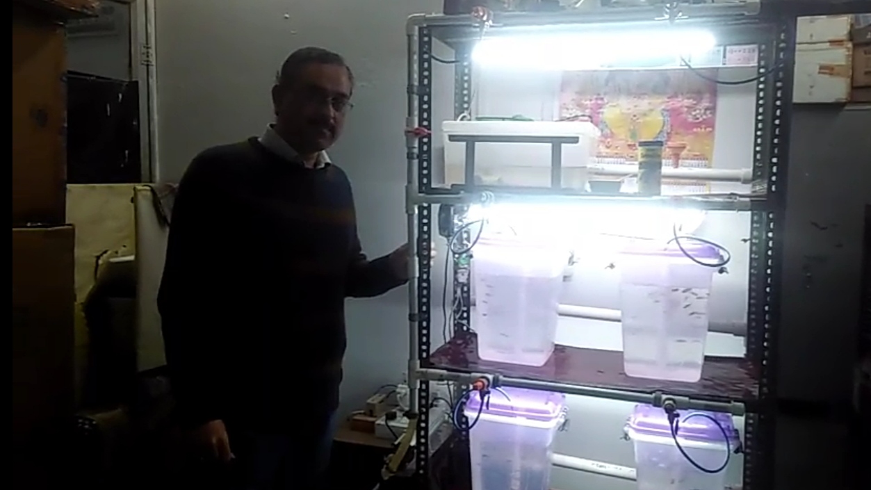 PROFESSORS CREATED ZEBRAFISH TANK