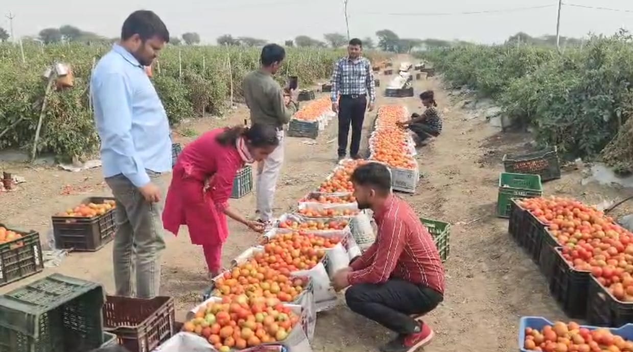 Tomato purchase by govt