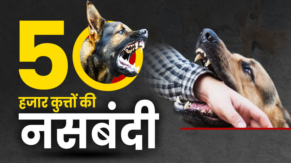 Stray Dog Sterilization Campaign