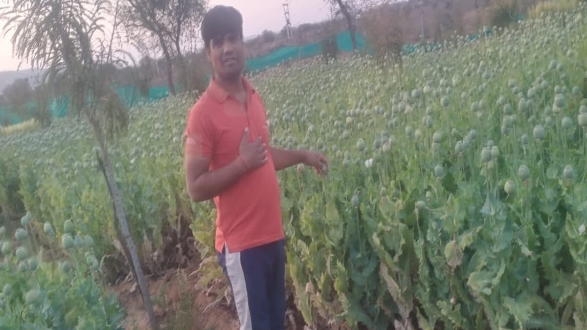 Illegal cultivation of opium caught in Jamvaramgarh, Jaipur
