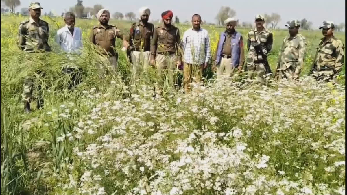 FZK Poppy Husk Plants Recover