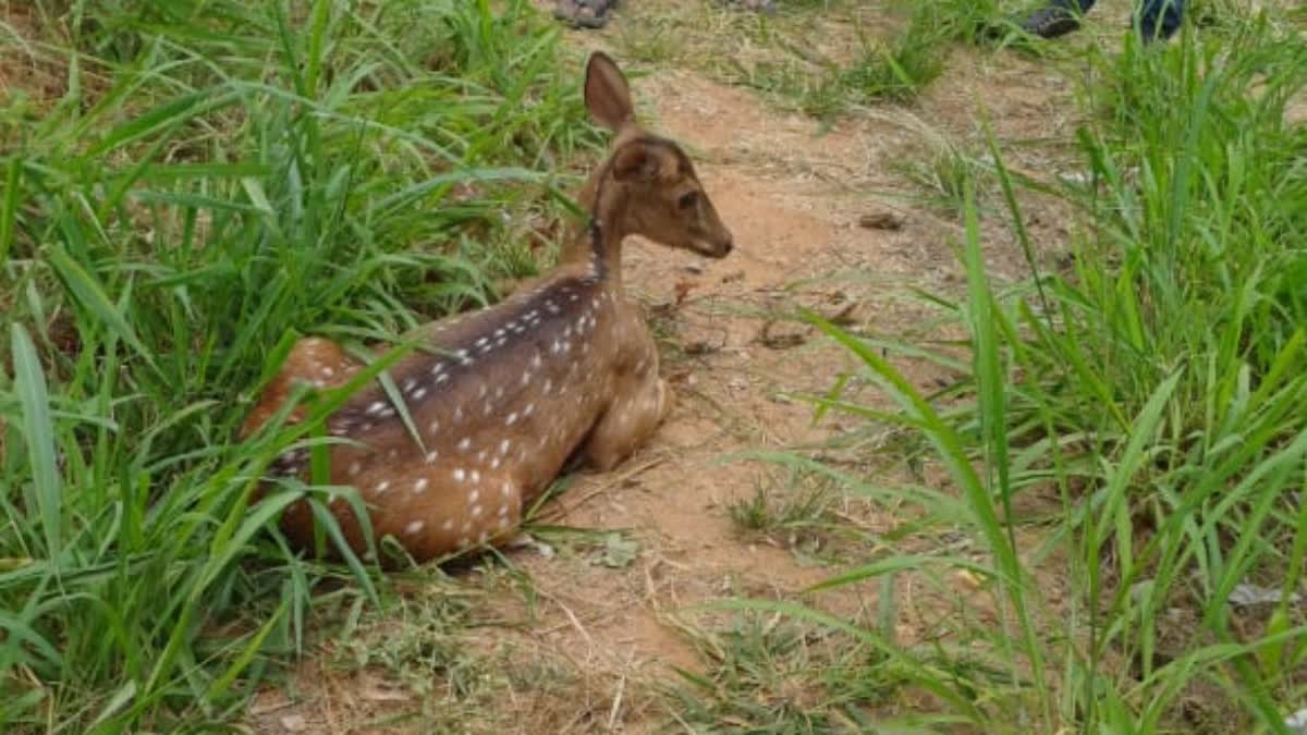 Mannuthy  veterinary College  KSRTC bus hits Deer  Kurumali