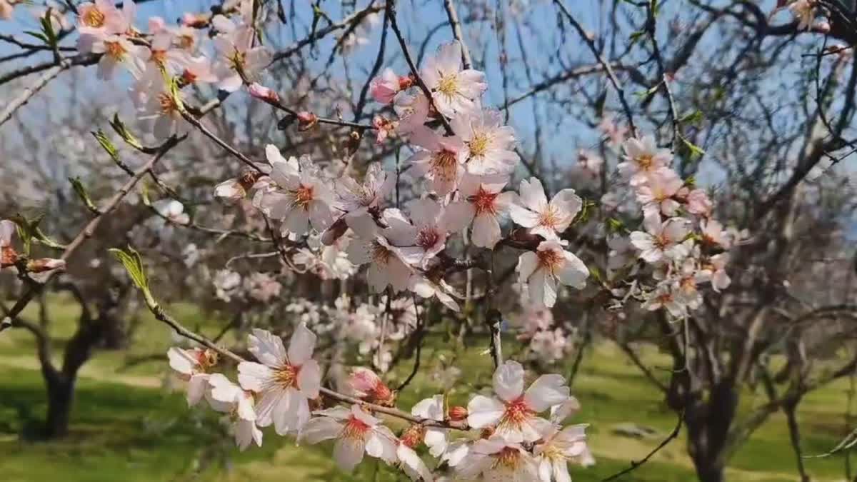 badamwari-garden-srinagar-the-almond-paradise-of-kashmir