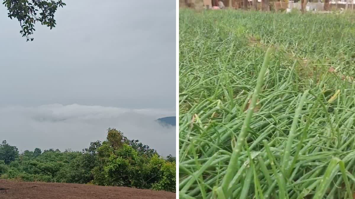 Storm wreaks havoc on crops in Surguja