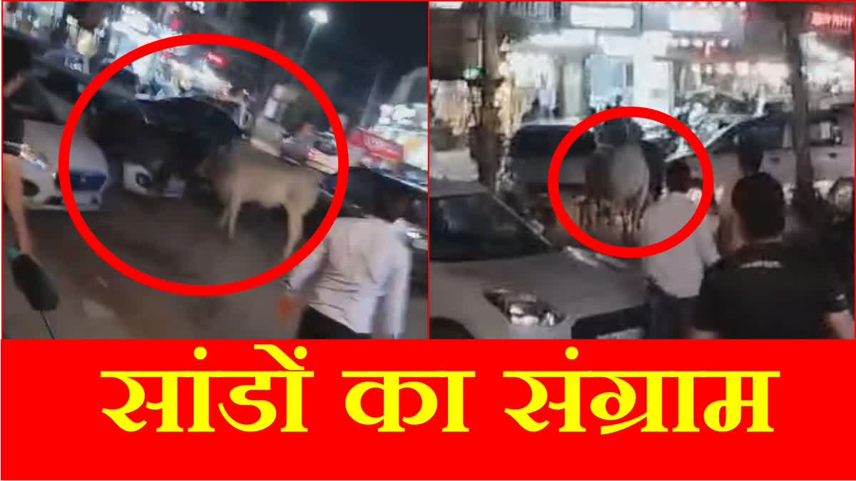 Bulls fighting on Road Damaged Vehicles Rewari Clash of Bulls Haryana Peoples Watching