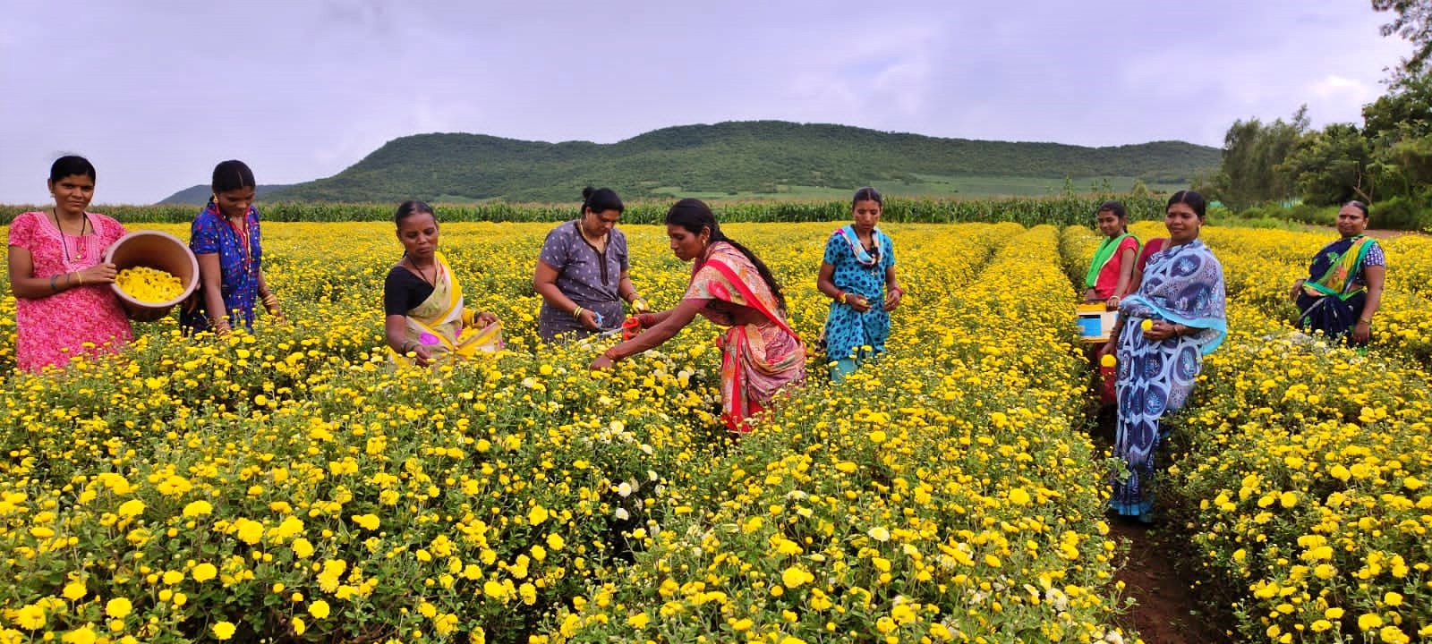 ಬಾಳು ಬೆಳಗಿದ ಸೇವಂತಿ ಹೂ