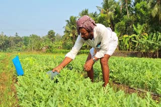 Pest control  Barrix sticker trap  Farmer uses Barrix sticker  Biopesticides