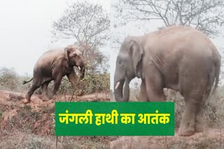 गया में जंगली हाथी ने फसलों को किया बर्बाद, भगाने में जुटी टीम, गजराज नहीं हो रहे टस से मस