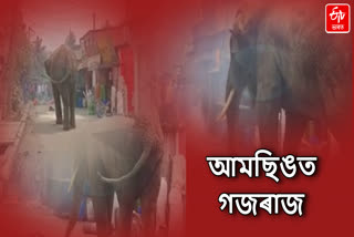 Elephant terror in Assam