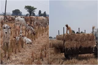 Cattle Feed Shortage In Nalgonda District