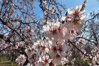Kashmir's Famed Almond Blossom Heralds the Arrival of Spring in Valley