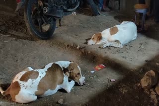 Dog Biting cases in Jaipur