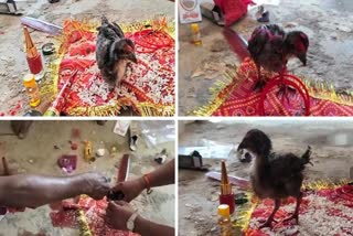 tribals decorate hen before Holi