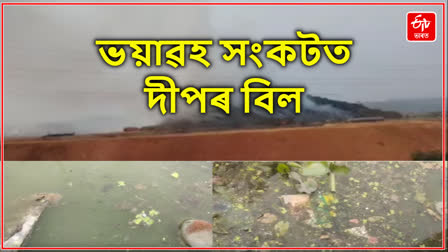 অবিবেচক কাণ্ডই সৰ্বনাশ মাতিছে দীপৰ বিলৰ