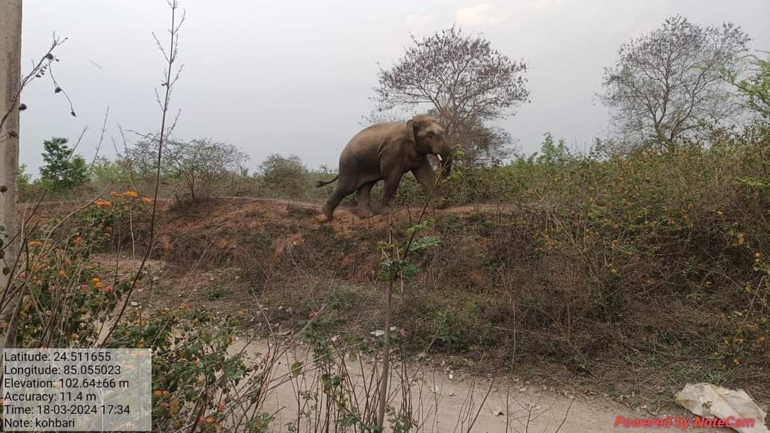 गया के सीमावर्ती इलाके में  जंगली हाथी