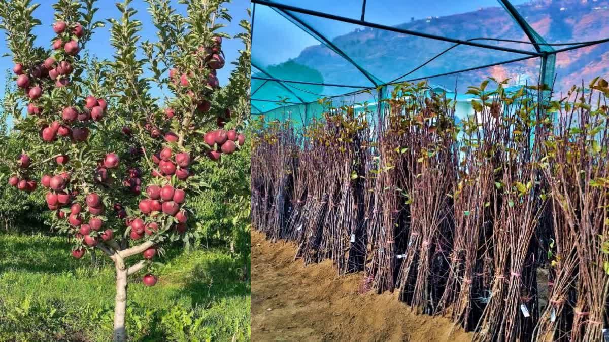 Foreign apple Rootstock in Himachal