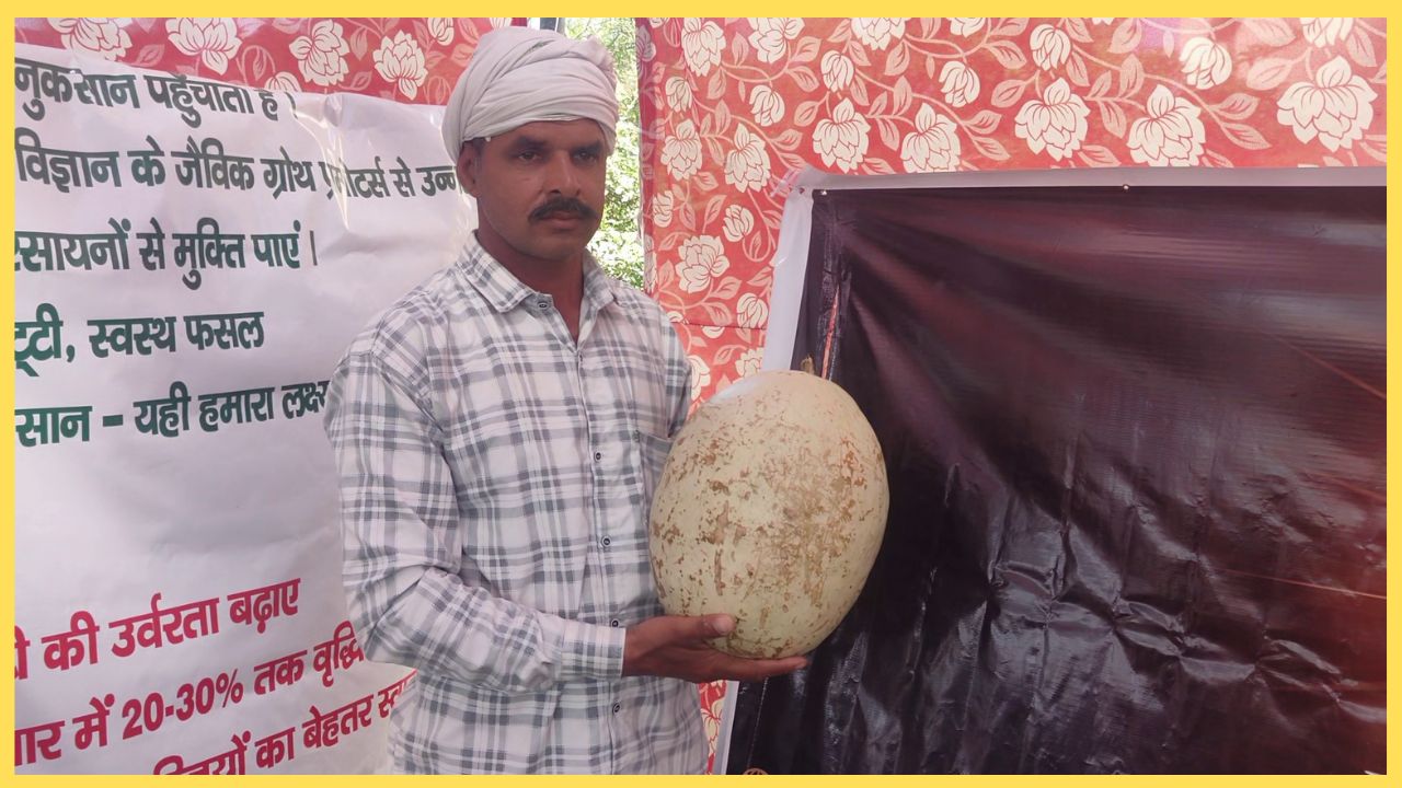 A farmer showcases giant pumpkin at agricultural fair in Hisar, Haryana