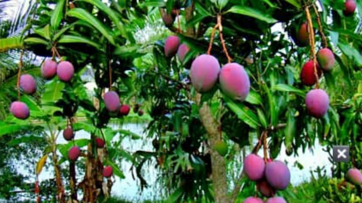 The World’s Most Expensive Mango From Japan Is Now Growing in India, Will Miyazaki Mango Replace Alphonso As The King Of Mangoes? 2 Miyazaki mangoes are cultivated with obsessive care