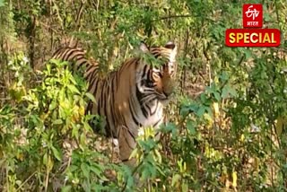 Alwar Sariska Tiger Reserve