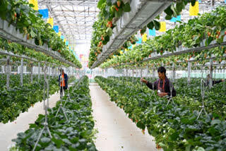 Bundelkhand To Experiment With Hydroponic Farming, Encourage Farmers To Opt For Soilless Crops