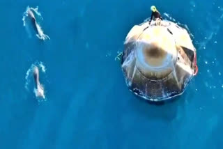 Dolphins welcome Crew-9 Astronauts