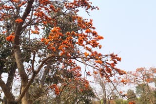 PALASH TREE FIRE OF THE JUNGLE