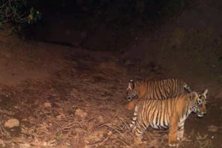 सरिस्का में तीन नए बाघ शावक देखे गए,