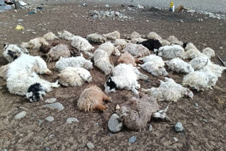 Livestock mortality in Ladakh rises due to snowfall, pasture scarcity, and a disease outbreak, with efforts underway to procure feed and develop pastures.