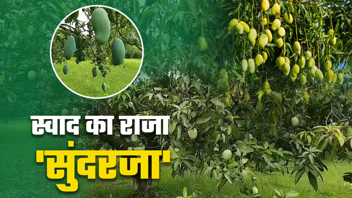 REWA KING OF MANGOES SUNDARJA MANGO