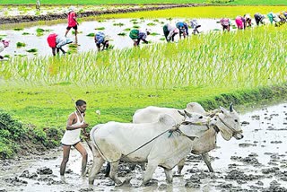 Monsoon Cultivation in Telangana