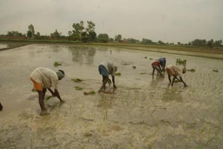 Paddy Sowing in Haryana