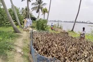 ആലപ്പുഴയിൽ പക്ഷിപ്പനി  കള്ളിങ്  BIRD FLU IN ALAPPUZHA  DUCK CULLING IN ALAPPUZHA