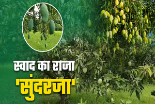 REWA KING OF MANGOES SUNDARJA MANGO