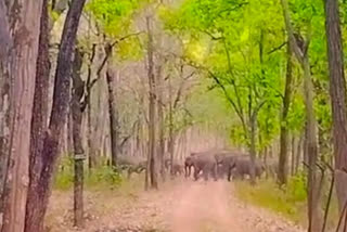 Elephant Group reached sonhat Forest Range