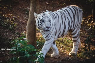 White tigress Sneha dies
