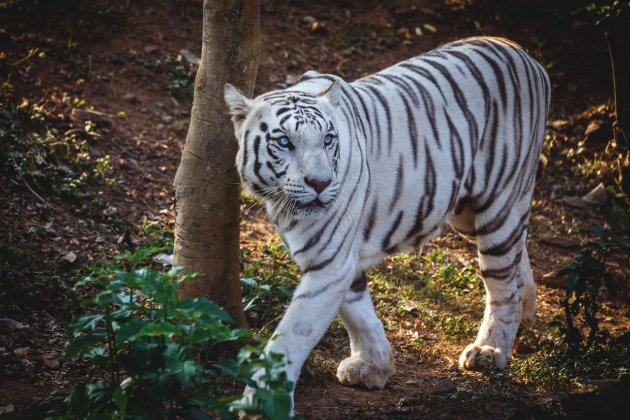 White tigress Sneha dies