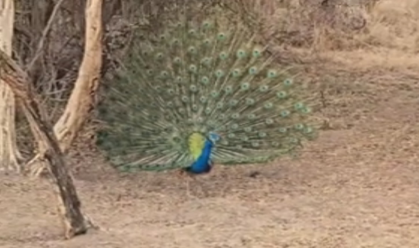 Peacock Dancing