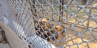 Tigers Blessed With Home In Ranibagh Rescue Centre