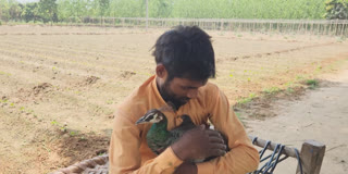 Arun of Saharanpur has a wonderful relationship with the peacocks.