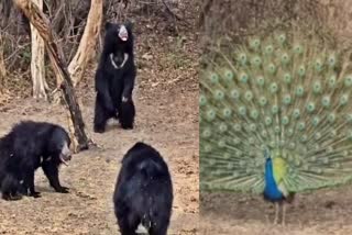 DAROJI SLOTH BEAR SANCTUARY