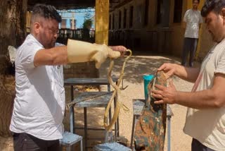 स्कूल परिसर के पेड़ पर सांप