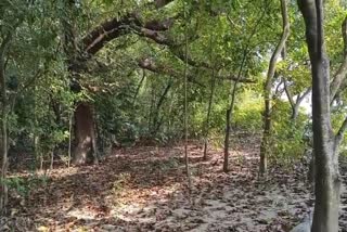 Botanic Garden
