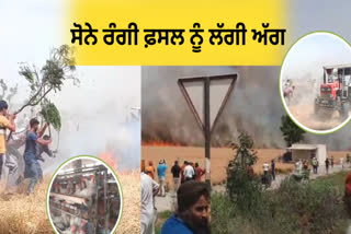 Wheat crop caught burnt due to fire in various parts of Punjab including Mansa, farmers suffer huge losses