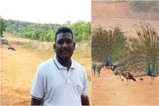 PEACOCK VALLY IN CUTTACK  KANHU BEHERA  ನವಿಲು ಪ್ರೇಮಿ  200ಕ್ಕೂ ನವಿಲುಗಳಿಗೆ ಆಹಾರ