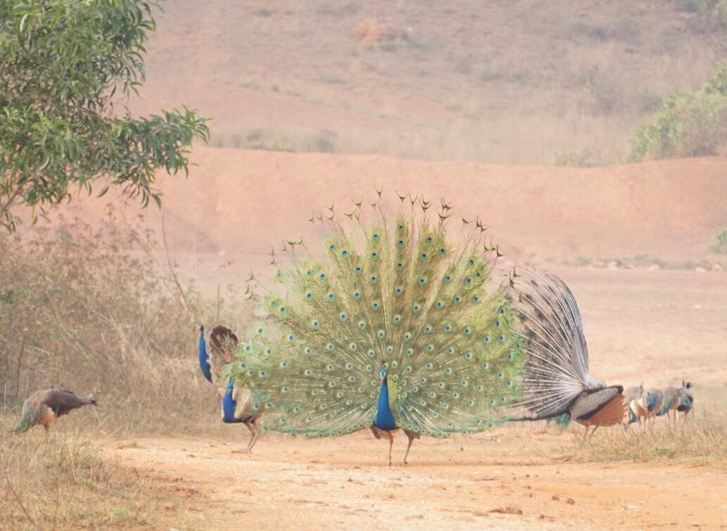 PEACOCK VALLY IN CUTTACK  KANHU BEHERA  ನವಿಲು ಪ್ರೇಮಿ  200ಕ್ಕೂ ನವಿಲುಗಳಿಗೆ ಆಹಾರ