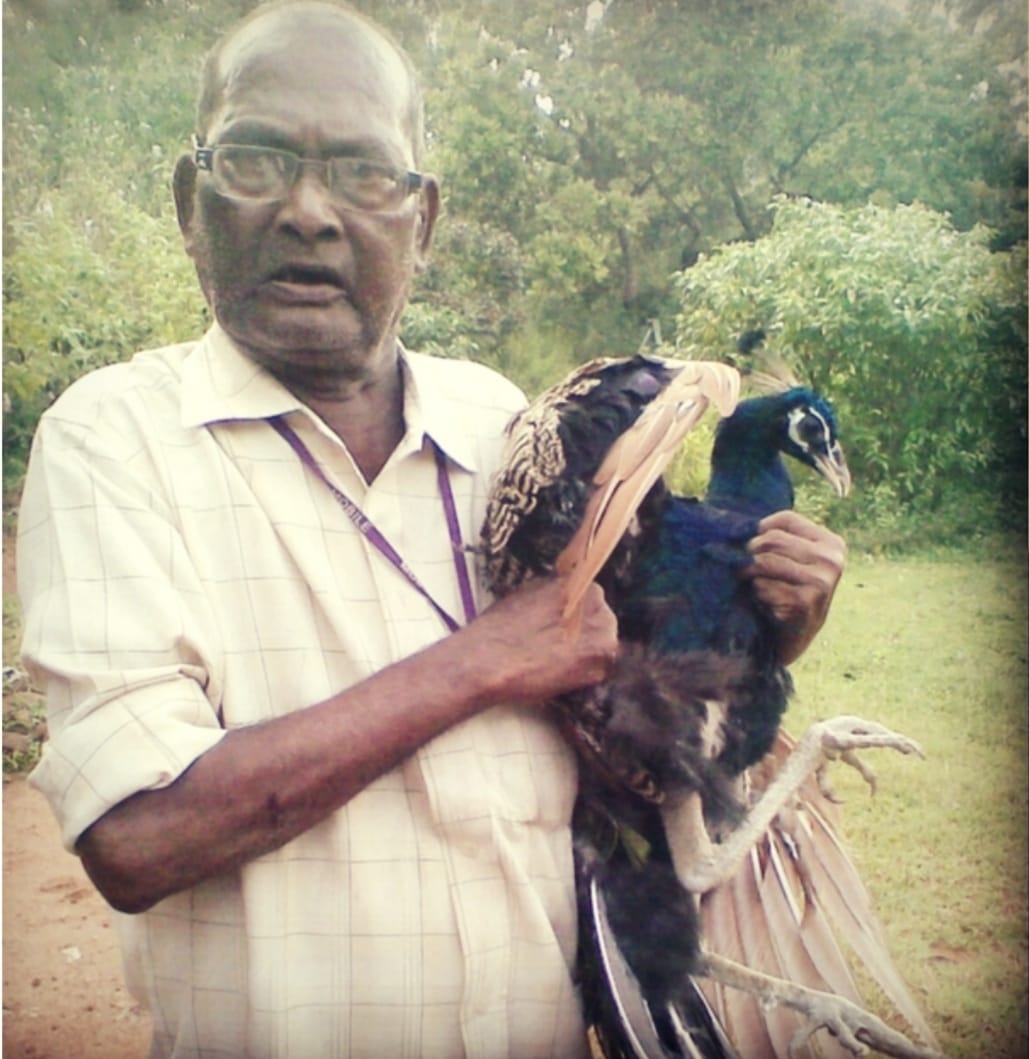 PEACOCK VALLY IN CUTTACK  KANHU BEHERA  ನವಿಲು ಪ್ರೇಮಿ  200ಕ್ಕೂ ನವಿಲುಗಳಿಗೆ ಆಹಾರ